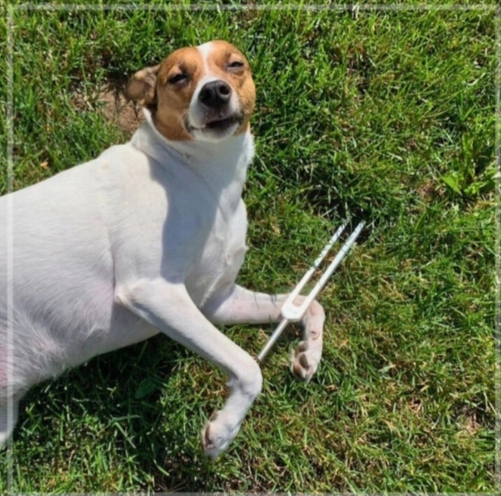 Dog holding a tuning fork for pet tuning session